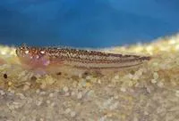 Notchtail stargazer (Dactyloscopus byersi)