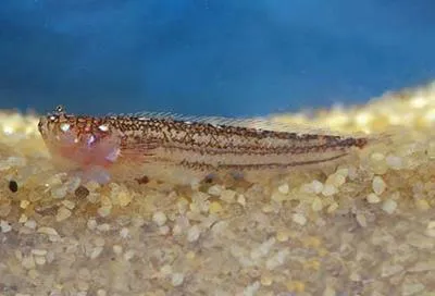 Notchtail stargazer (Dactyloscopus byersi)