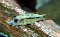 Nsess (Stomatepia mariae)