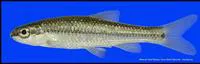 Nueces roundnose minnow (Dionda serena)
