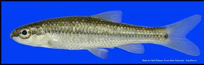 Nueces roundnose minnow (Dionda serena)