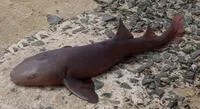 Nurse shark (Ginglymostoma cirratum)