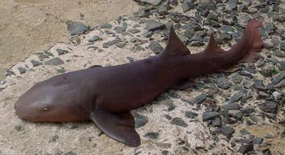 Nurse shark (Ginglymostoma cirratum)