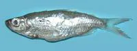 Nurse tetra (Brycinus nurse)