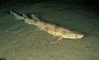Nursehound (Scyliorhinus stellaris)