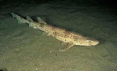 Nursehound (Scyliorhinus stellaris)
