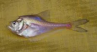 Nurseryfish (Kurtus gulliveri)