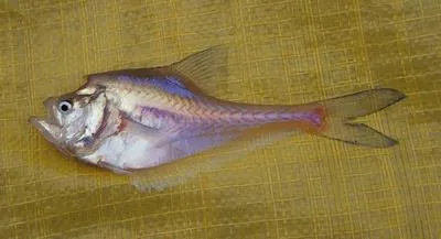 Nurseryfish (Kurtus gulliveri)