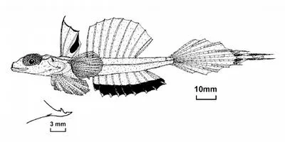 NW Australian deepwater dragonet (Callionymus bifilum)