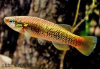 Oaxaca killifish (Profundulus punctatus)
