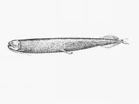 Obese dragonfish (Opostomias micripnus)