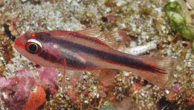 Oblique-banded cardinalfish (Apogon semiornatus)