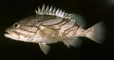 Oblique-banded grouper (Epinephelus radiatus)