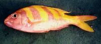 Oblique-banded snapper (Pristipomoides zonatus)