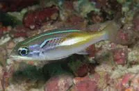 Oblique-barred monocle bream (Scolopsis xenochrous)