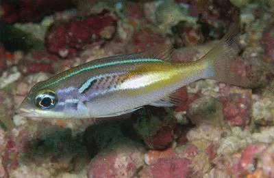 Oblique-barred monocle bream (Scolopsis xenochrous)