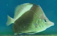 Oblique butterflyfish (Prognathodes obliquus)