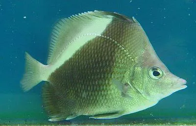 Oblique butterflyfish (Prognathodes obliquus)
