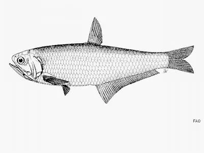 Oblique-jaw thryssa (Thryssa purava)