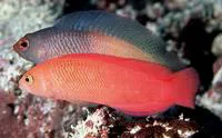 Oblique-lined dottyback (Cypho purpurascens)