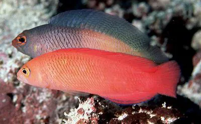 Oblique-lined dottyback (Cypho purpurascens)