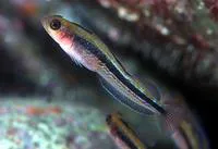 Oblique-swimming triplefin (Forsterygion maryannae)