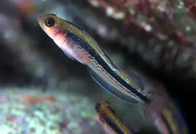 Oblique-swimming triplefin (Forsterygion maryannae)