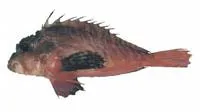 Obliquebanded stingfish (Minous dempsterae)