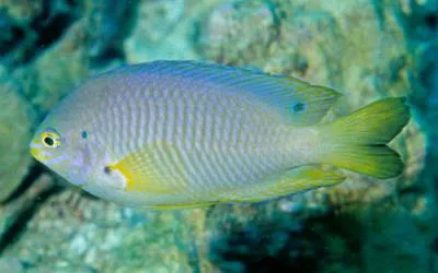 Obscure damsel (Pomacentrus adelus)