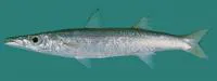 Obtuse barracuda (Sphyraena obtusata)
