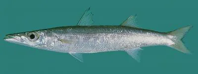 Obtuse barracuda (Sphyraena obtusata)
