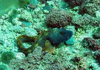 Ocean pout (Zoarces americanus)