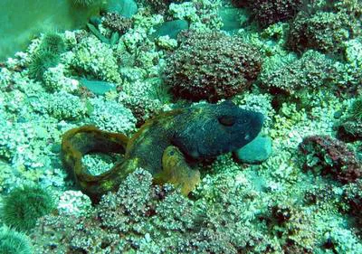 Ocean pout (Zoarces americanus)