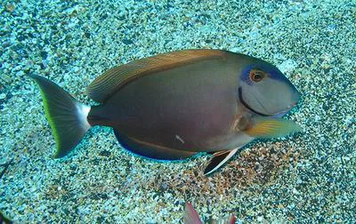 Ocean surgeon (Acanthurus bahianus)
