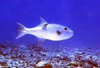 Ocean triggerfish (Canthidermis maculata)