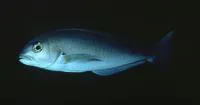 Ocean whitefish (Caulolatilus princeps)