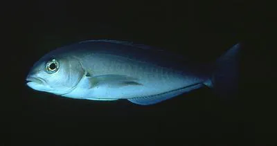 Ocean whitefish (Caulolatilus princeps)