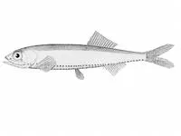 Oceanic lightfish (Vinciguerria nimbaria)