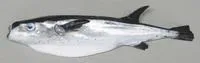 Oceanic puffer (Lagocephalus lagocephalus lagocephalus)
