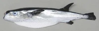 Oceanic puffer (Lagocephalus lagocephalus lagocephalus)