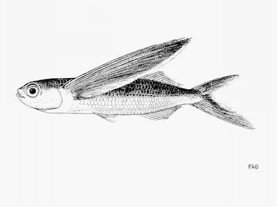 Oceanic two-wing flyingfish (Exocoetus obtusirostris)