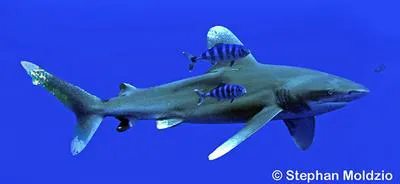 Oceanic whitetip shark (Carcharhinus longimanus)