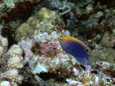 Ocellate damselfish (Pomacentrus vaiuli)