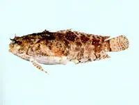 Ocellate frogfish (Halophryne ocellatus)