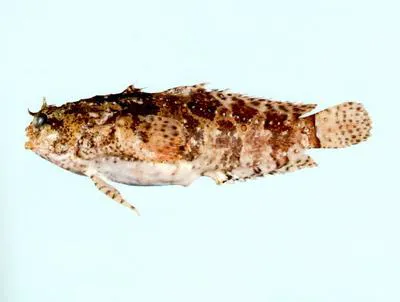 Ocellate frogfish (Halophryne ocellatus)