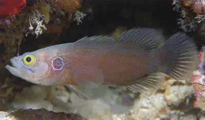 Ocellate soapfish (Grammistops ocellatus)