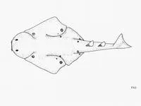 Ocellated angelshark (Squatina tergocellatoides)