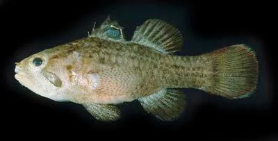 Ocellated cardinalfish (Apogonichthys ocellatus)