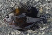 Ocellated damsel (Neoglyphidodon bonang)