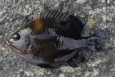 Ocellated damsel (Neoglyphidodon bonang)